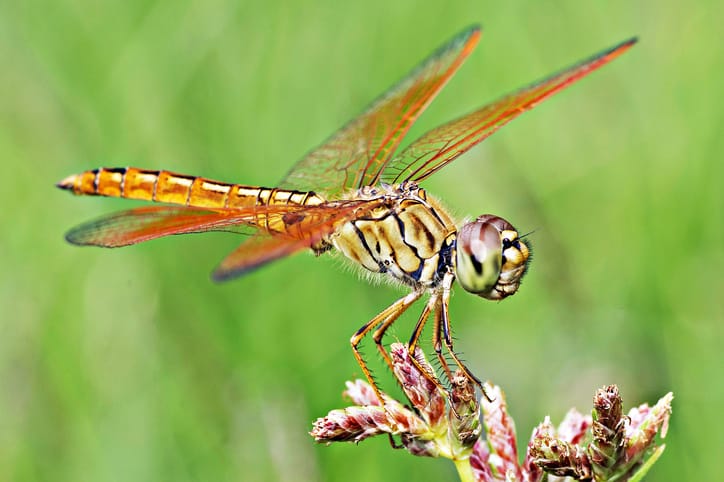 dragonfly fake death