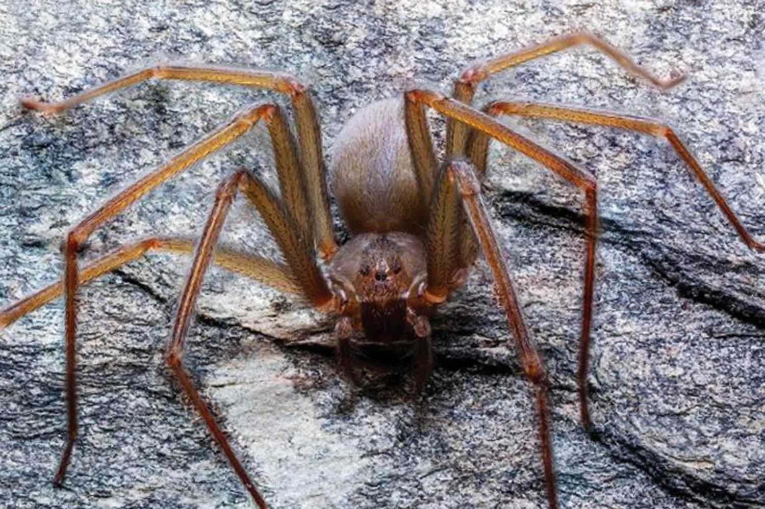 flesh-rotting spider