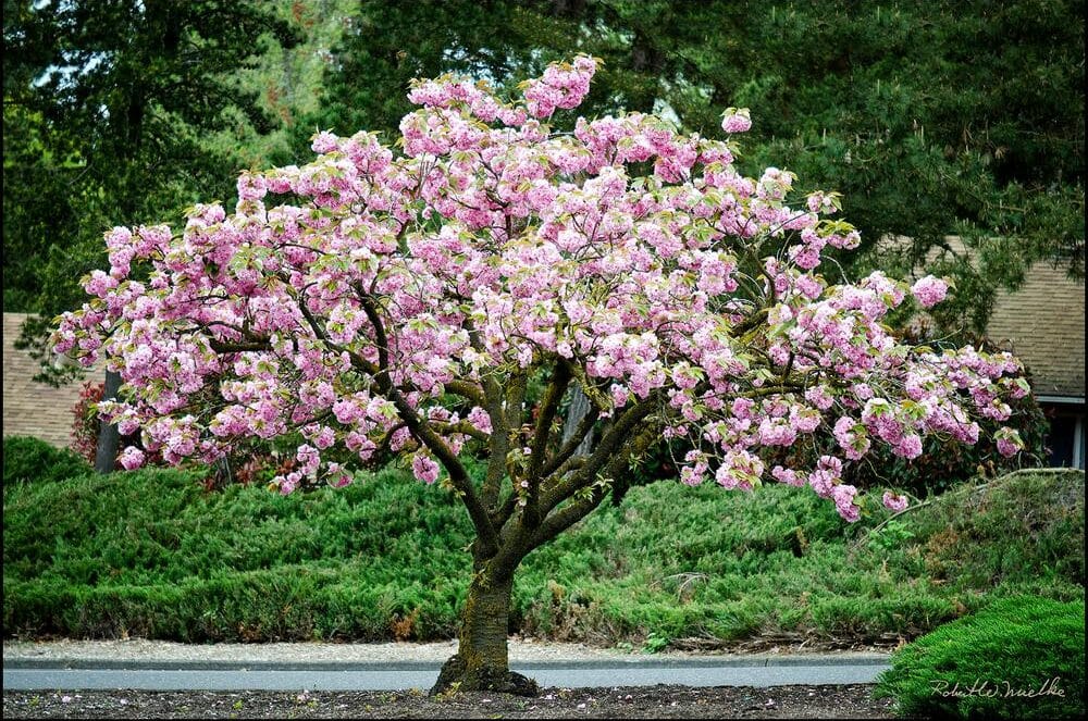 Beautiful blossomed cherry trees.