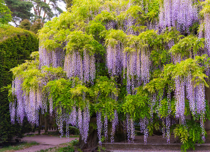 Beautiful wisteria trees in bloom.