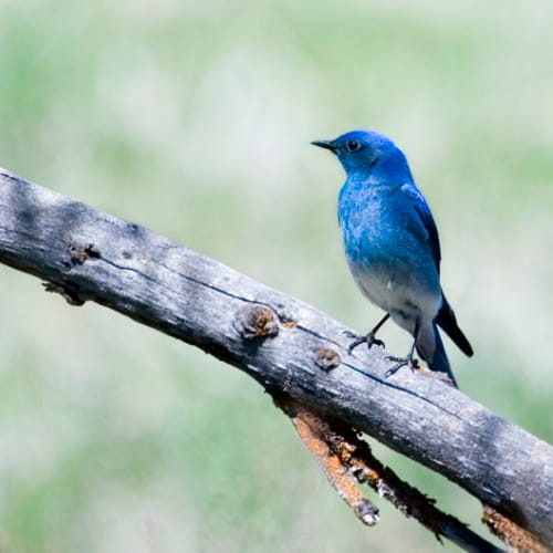 A beautiful blue bird on a branch.