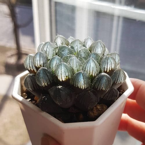 clear succulents