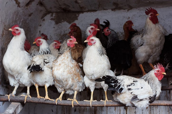 Herd of domestic birds in barn getting ready for bed. Group portrait of hens and cocks