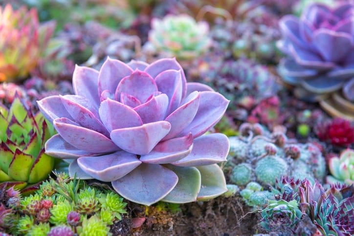 Purple pearl succulents in a garden.