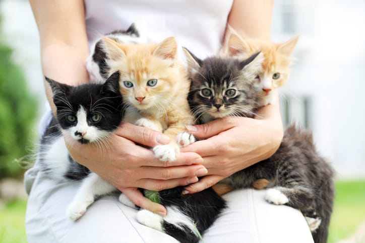 Woman holding a litter of kittens.