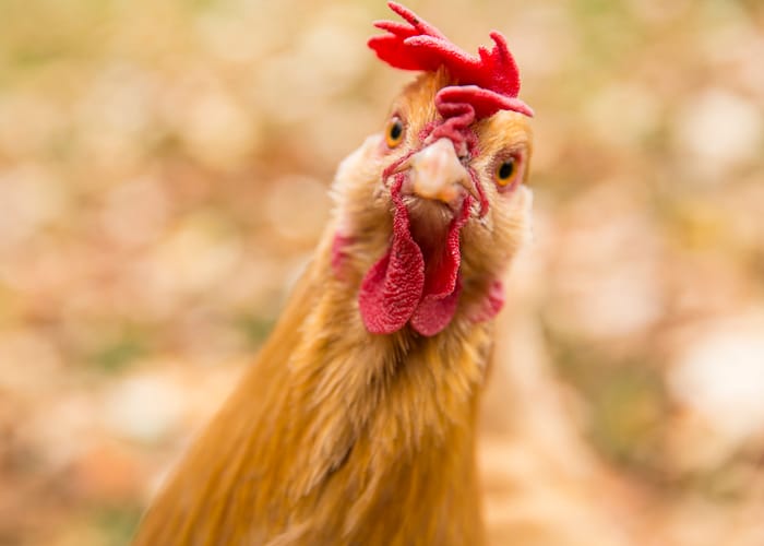 chicken arms