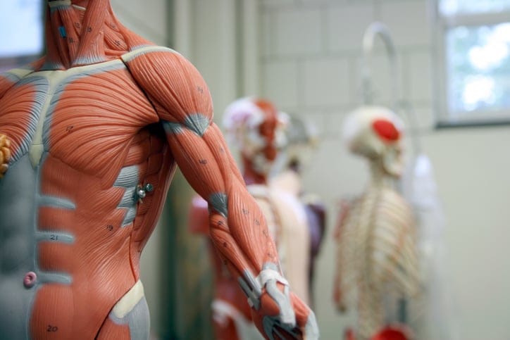 Human Arm and Torso of an Anatomical Model.