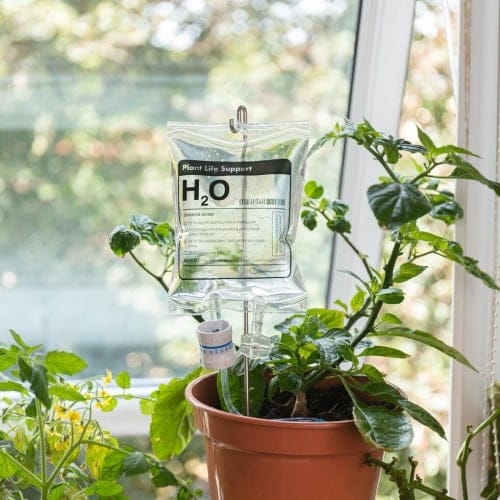 Indoor plant by the window.