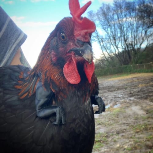 t-rex chicken arms