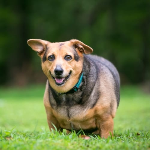 dog weight