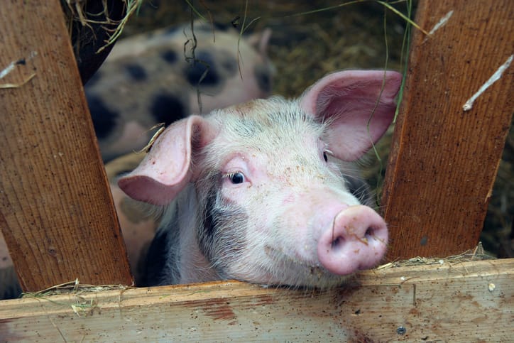 pig looking out of pigsty