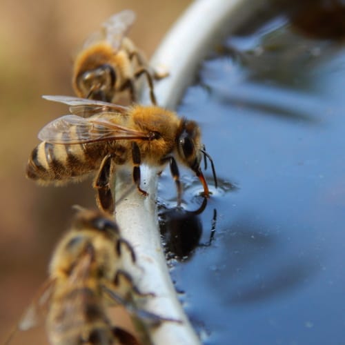 bee watering station