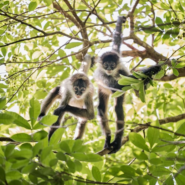 ‘Stupid And Lucky’ Woman Climbs Into Monkey Cage To Feed Primates Hot Cheetos