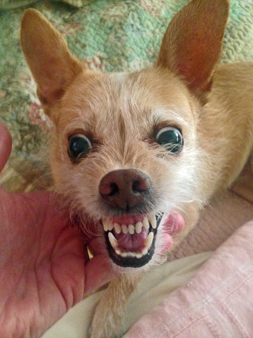 Woman Getting Her Lashes Done For Her Birthday Gets Entire Eyelid Ripped Off By Technician’s Chihuahua