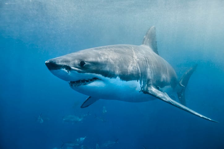shark in the sea swimming