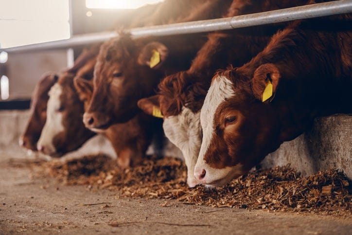3 Brothers Die After Passing Out From Fumes In Manure Pit On Their Livestock Farm