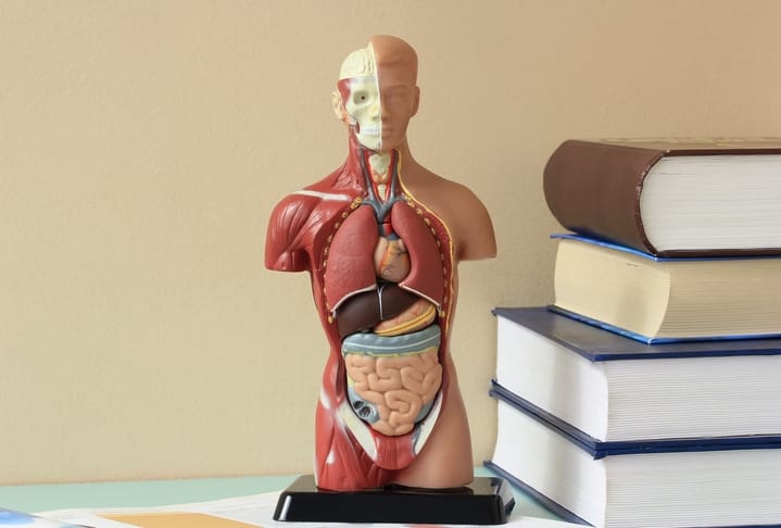 biology model