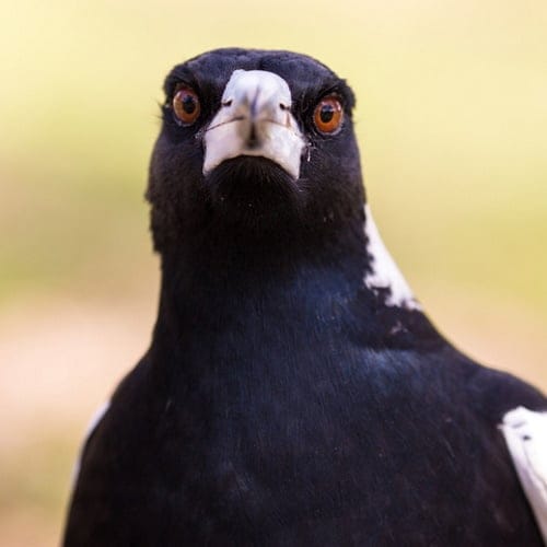 Woman Left Bleeding After She’s Pecked In Eye While Trying To Share Her Toast With Bird