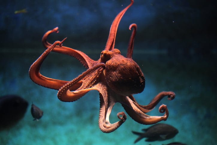 red octopus in the sea