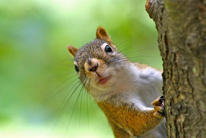 Crazy Squirrel Collects 42 Gallons Of Nuts And Stores Them In Man’s Chevy Avalanche