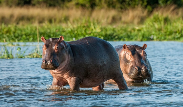 two hippos in the water