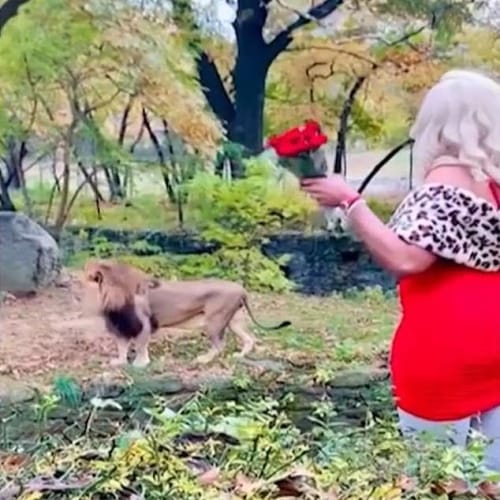 woman in lion enclosure