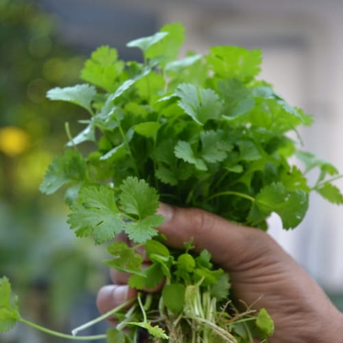 cilantro