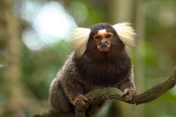 Wild Monkey