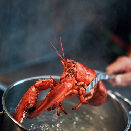 Lobster over a boiling pan.
