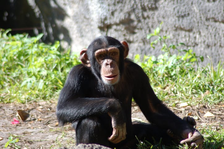 A five year old chimp.