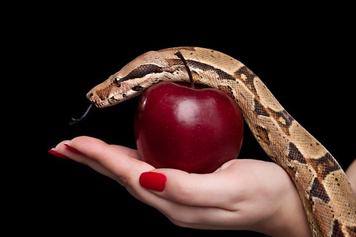 A snake and an apple.