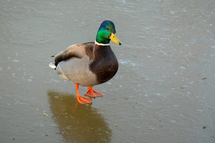 A duck walking on water.