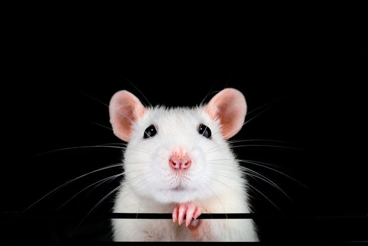 A little white mouse.