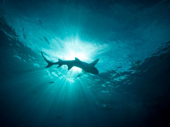 A shark at the surface of a beach in the ocean.