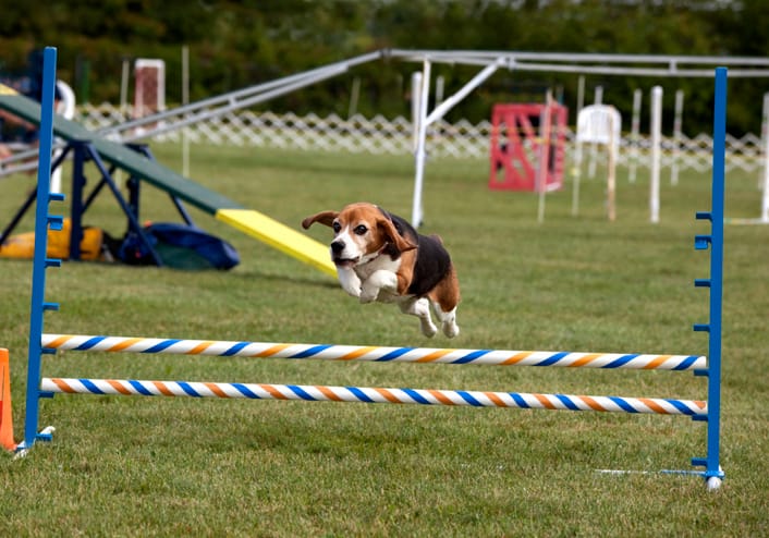 A beagle dog jumping.