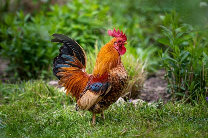 A rooster or chicken in nature.