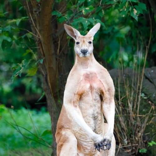 Pet Kangaroo Who Killed Owner Stood Over Body To Stop Paramedics Trying To Save Him