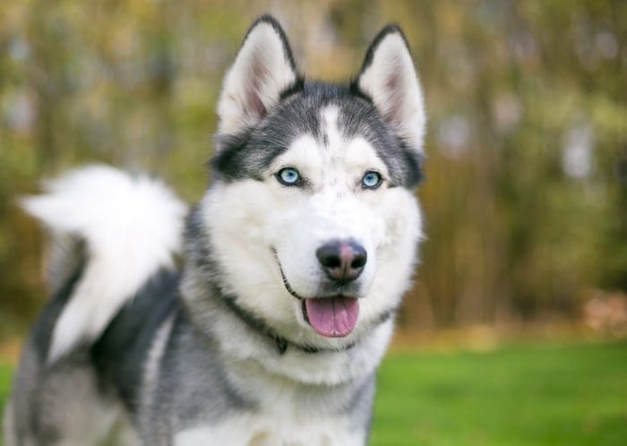 siberian husky dog