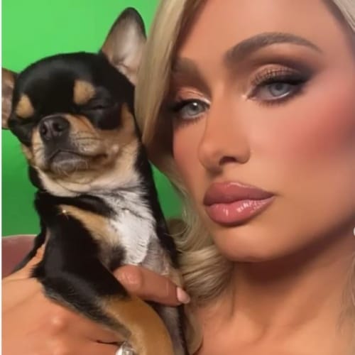 paris hilton with pet dog