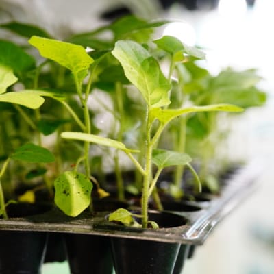 plant seedling in pot