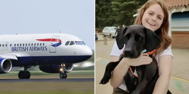 british airways bluebell dog