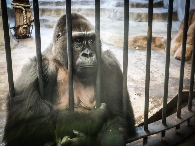 Gorilla in a cage at the zoo.
