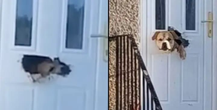dog chews through letterbox