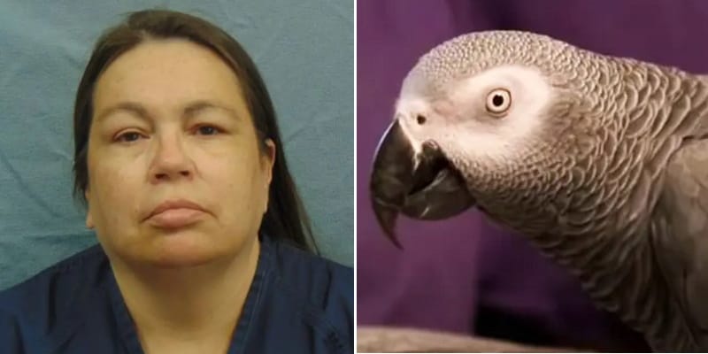 glenna duram parrot composite