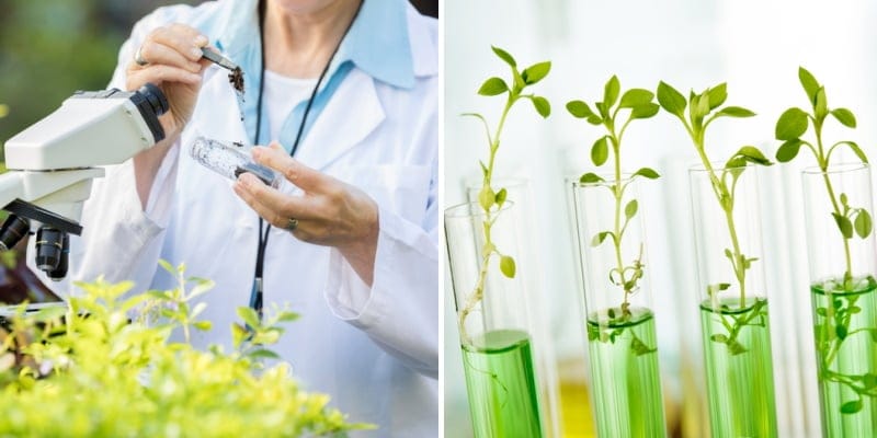Scientist with plants in test tubes.