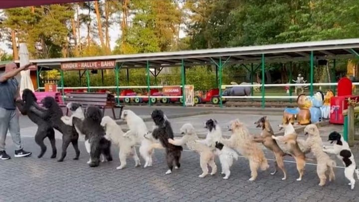 dogs conga line