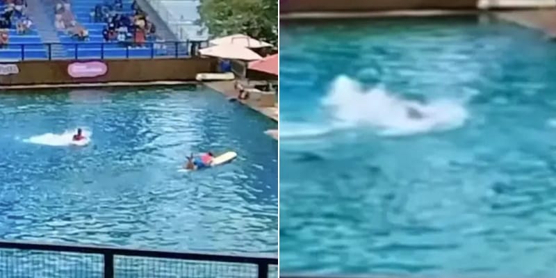 dolphin attack trainer