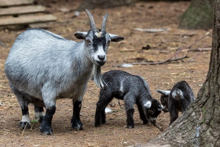 pygmy goat with its young