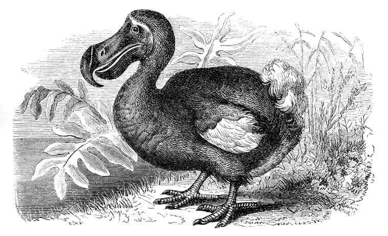 dodo bird drawing