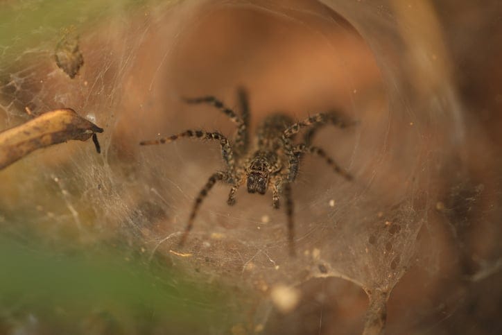 trapdoor spider australia